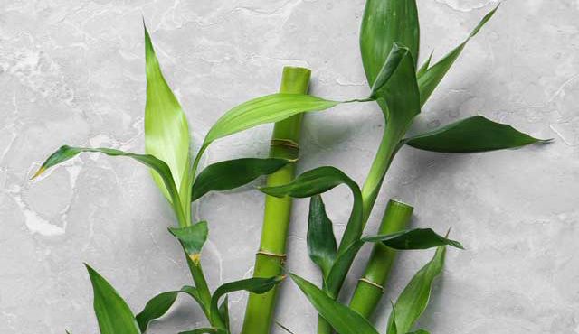 Bamboo leaves extract may offer a potential and al...